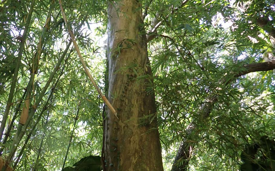 Researchers discovered a historic Ryukyu Kingdom-era forest in August 2022 inside the Kadena Ammunition Storage Area, Okinawa, Japan.