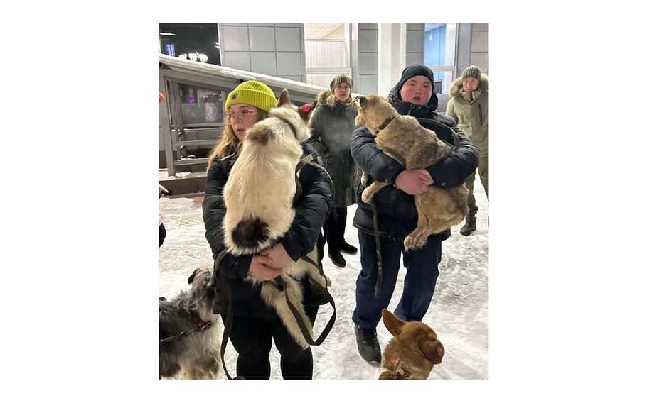 Volunteers carry dogs to trains because many of the animals are too weak or too scared to get to the cars on their own in Ulan-Ude, Russia. 