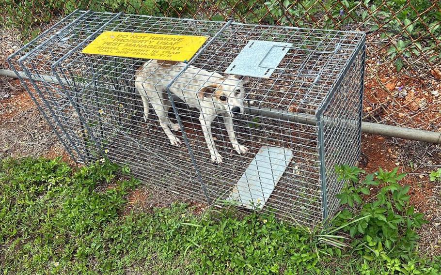 A wild dog, also called a boonie dog, being kept in a cage in Guam.