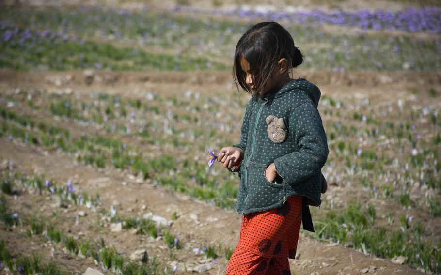 A girl holds a saffron flower while standing in a field in her village in a rural district of Herat province in Afghanistan. 