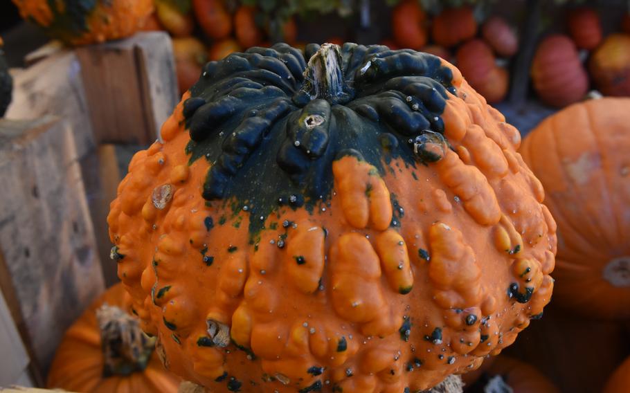 One of the stranger-looking varieties found at Hitscherhof farm in Massweiler, Germany. The farm's bounty includes a vast assortment of pumpkins, squash and gourds.