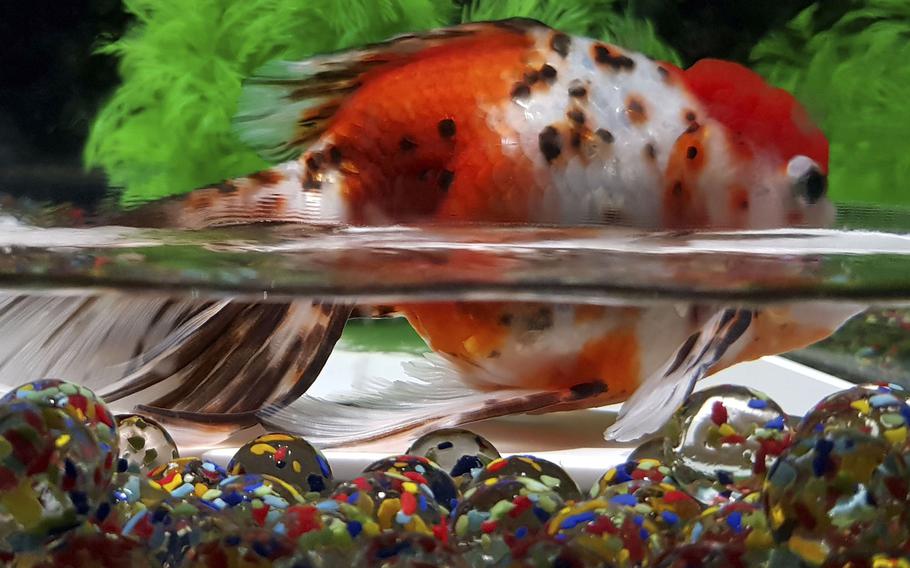 More than 30,000 goldfish are the main attraction at the Art Aquarium, “living art” museum in Tokyo's Ginza district. 