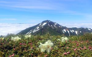 A mountain streaked with snow is shown in the background with tropical flowers visible in the foreground.