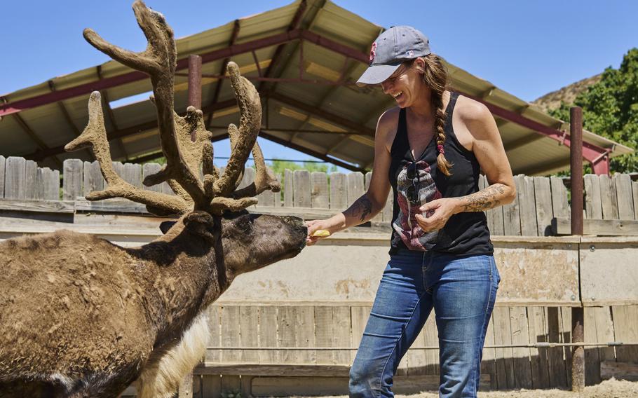 Kelly Capponcelli, the manager of Phil’s Animal Rentals, feeds a reindeer at the ranch in Piru, Calif. “Christmas movies don’t use reindeer as much anymore,” she says. “Nobody has a budget anymore these days.” The reindeer are spending their summer cooling off in her sprinklers.
