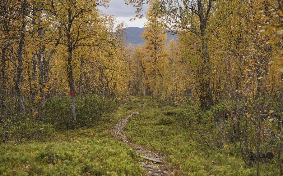 Hikes such as Sweden’s Kungsleden Trail, shown here wending through a birch forest near Adolfsstrom, allow for as much social distancing as one could hope for.          