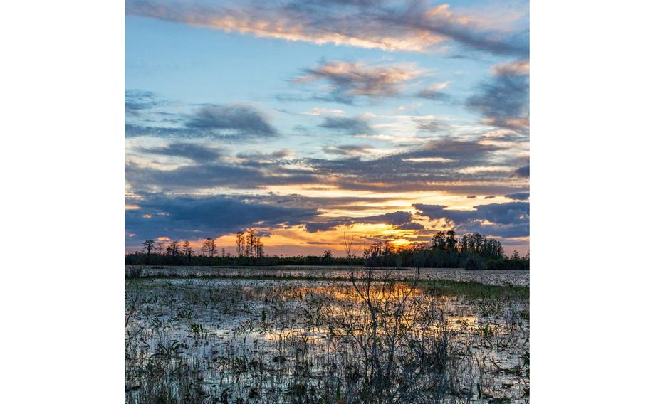 The Okefenokee is the largest federal wildlife refuge east of the Mississippi River and is home to thousands of species, including 40 species of mammals, more than 200 species of birds, 50 species of reptiles and more than 600 plant species. Environmental experts have long warned that mining near the swamp could lower water levels and risk permanent damage to the fragile ecosystem.