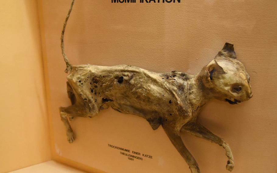 Among the more unusual  specimens in the Palatinate Museum of Natural History in Bad Duerkheim, Germany, is a mummified cat. Much of the museum’s exhibits showcase natural items from the Pfalz region, from fossils to insects.