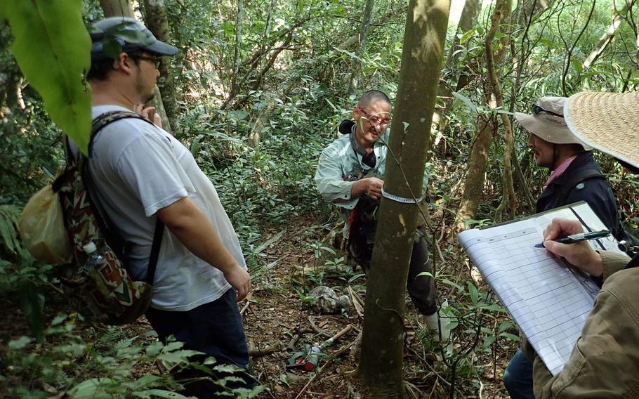 Researchers discovered a historic Ryukyu Kingdom-era forest in August 2022 inside the Kadena Ammunition Storage Area, Okinawa, Japan.