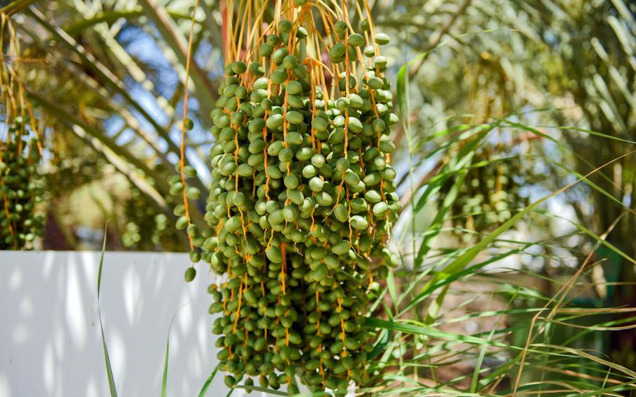A date palm filled with unripe dates.