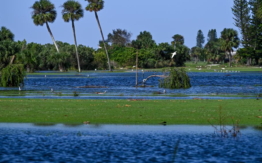 Birds take refuge in flood waters