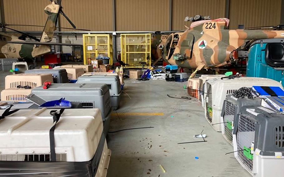 Cages holding dogs belonging to Kabul Small Animal Rescue sit at Kabul’s airport last week. The dogs were unable to travel outside of Afghanistan and were instead released at the airport by the U.S. military.