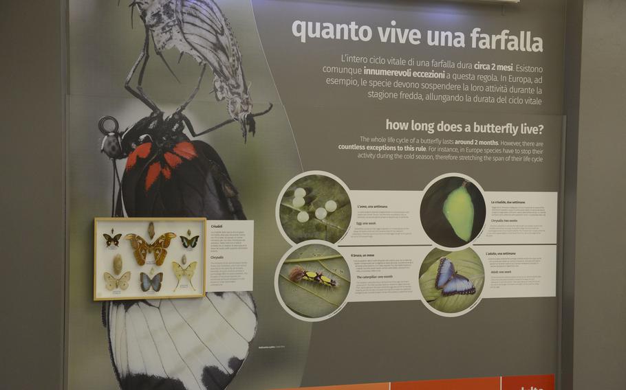 Displays at the House of the Butterflies in Bordano, Italy, can be educational for those who want to learn more about various insects and not just see them in action.