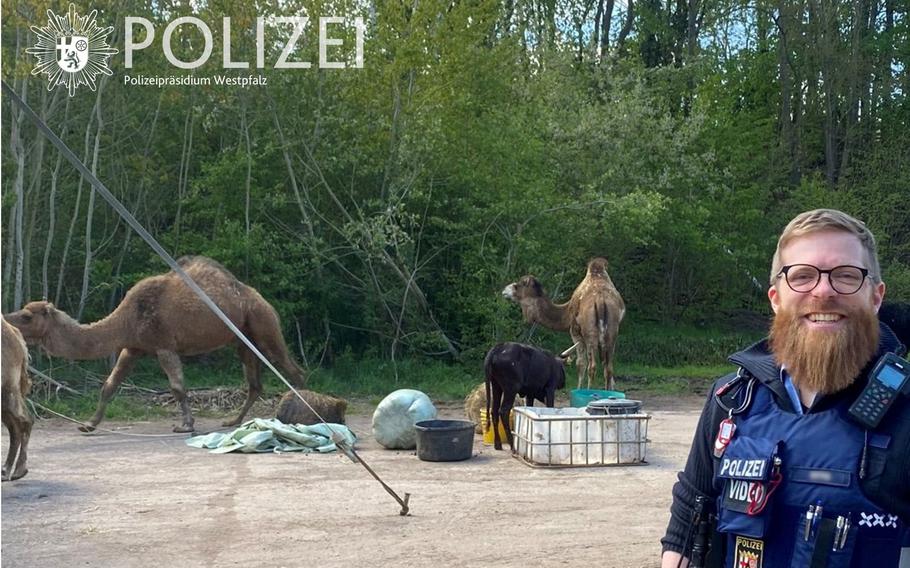 The police helped capture a circus camel that had escaped in Kaiserslautern on Tuesday.