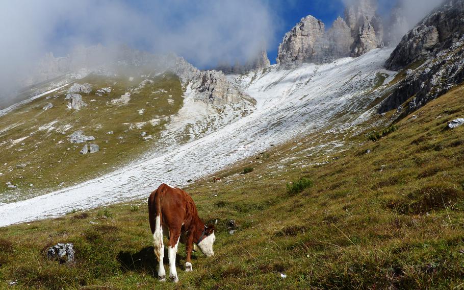 A cow grazes in Tre Cime Natural Park. Cowbells echo through the valleys, prompting a shout of “more cowbell!” from a hiker. 
