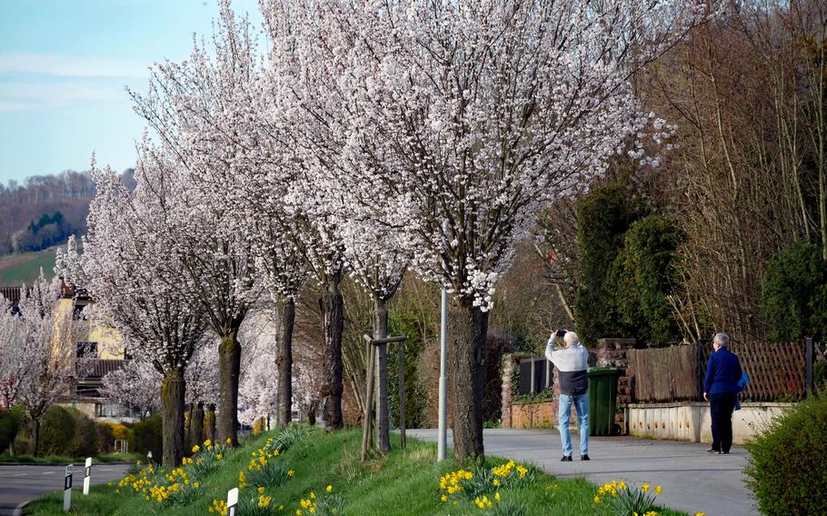 The Bergstrasse, or mountain road, is picturesque this time of year. The central German road runs from near Darmstadt in the north to Heidelberg in the south.