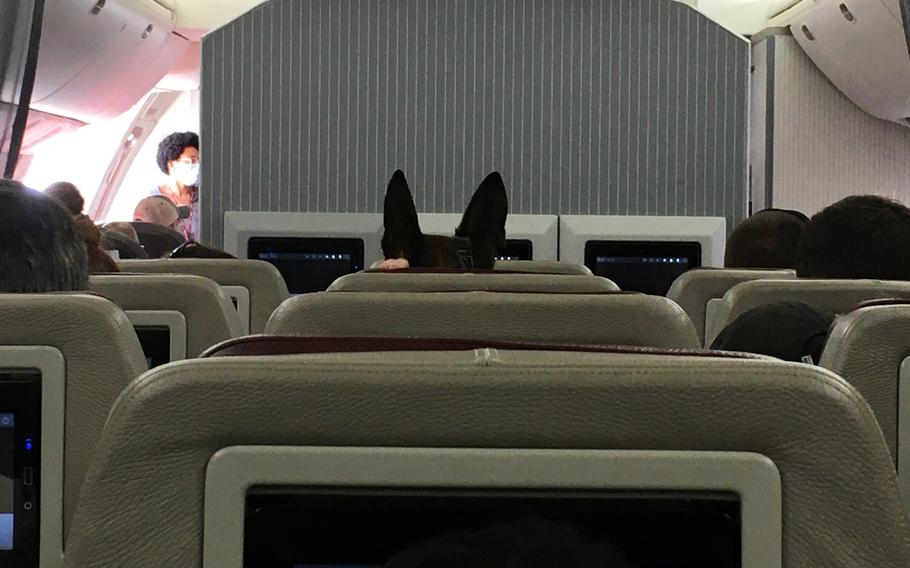 A working dog that supported the U.S. mission in Afghanistan sits on a government-chartered plane about to leave Kabul, Afghanistan on Aug. 15, 2021. 