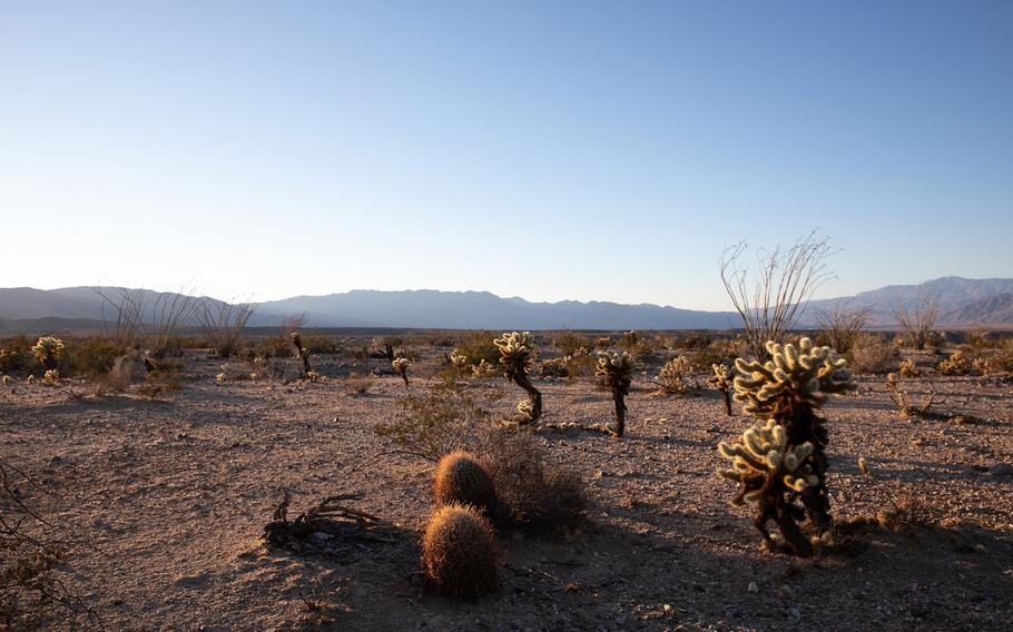 Ocotillo, cholla, creosote and other desert plants grow in Anza-Borrego Desert State Park on March 8, 2022, in Borrego Springs, Calif. 