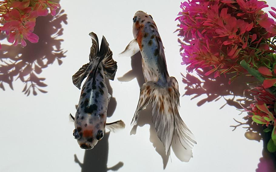 More than 30,000 goldfish are the main attraction at the Art Aquarium, “living art” museum in Tokyo's Ginza district.