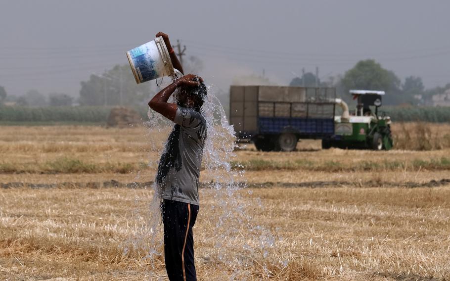 A farmer pours water on himself while working at a wheat farm in the Ludhiana district of Punjab, India, on May 1, 2022.