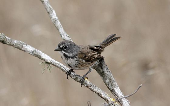 The San Clemente Island Bell's sparrow, also known as the Sage sparrow.