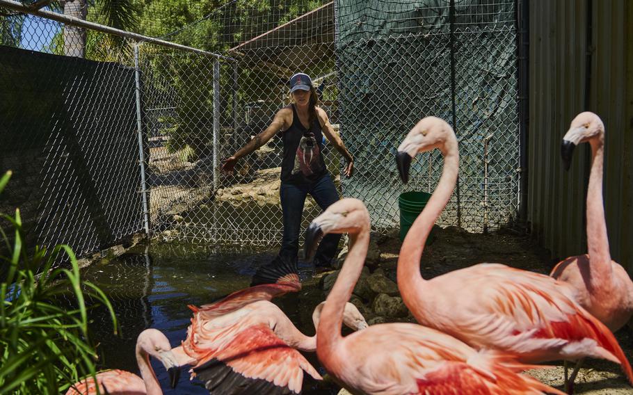 Kelly Capponcelli cares for flamingos at Phil’s Animal Rentals ranch in Piru, Calif. “You can’t really train a flamingo,” she says. “You kind of have to wrangle a flamingo.”