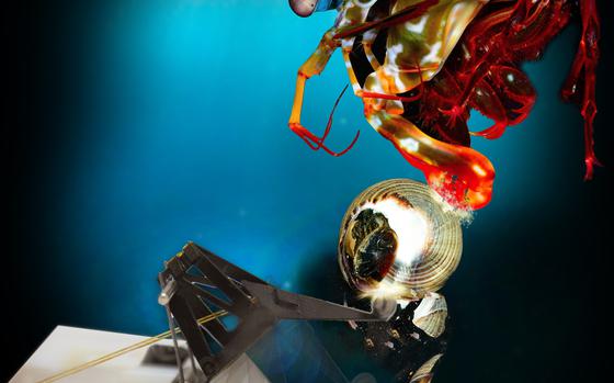 Researchers with Army funding build a robot that mimics the strong punch of a mantis shrimp. 