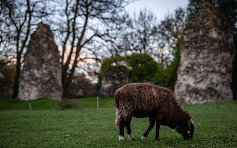 A sheep grazes next to the remnants of a Roman aqueduct in Mainz, Germany, on Nov. 18, 2022. Mainz residents call the ruins the Roman Rocks. The aqueduct once was the largest such construct north of the Alps. 