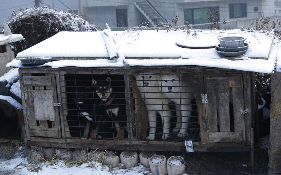 Dogs are seen in a cage at a dog meat farm in Siheung, South Korea, Feb. 23, 2018. South Korea said Thursday, Nov. 25, 2021, it’ll launch a government-led task force to consider outlawing dog meat consumption, about two months after the country’s president offered to look into ending the centuries-old eating practice. 