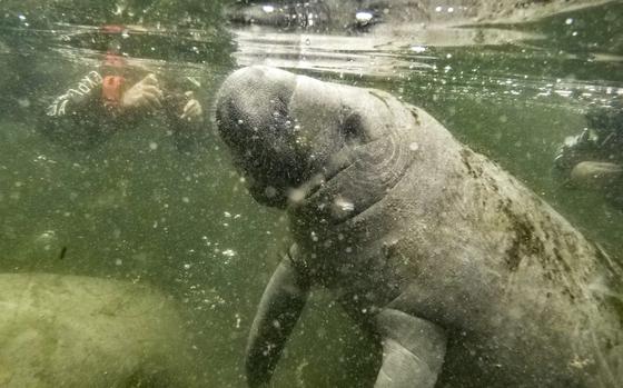 A manatee rises to the surface for air while people on a manatee tour float nearby in March 2015 in Crystal River, Fla. 