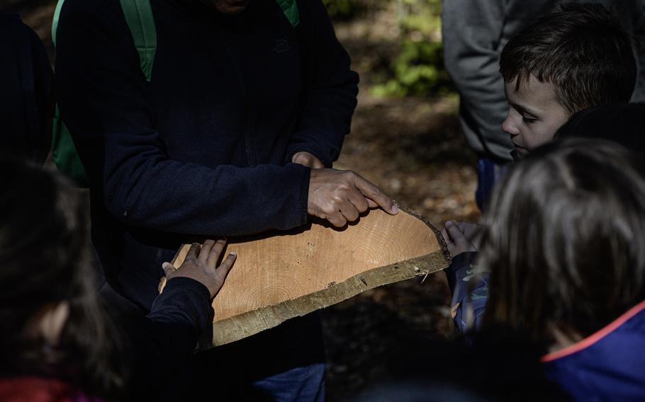 Ramon Batista, a teacher at Ramstein Elementary School, explains tree growth rings to students, showing a cut of a tree on Ramstein Air Base, April 23, 2024. This educational moment helps students understand the age and life cycle of trees along the newly established nature education trail.