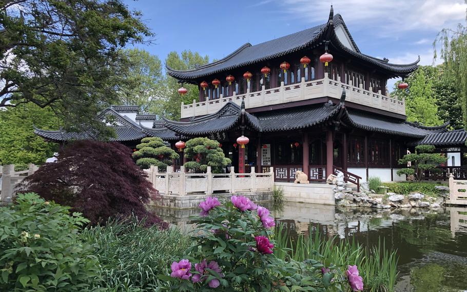 Peonies bloom in the Chinese Tea Garden in front of the tea house at Luisenpark in Mannheim, Germany, on May 6, 2022.