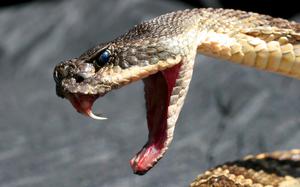 Stock image of deadly rattlesnake showing its fangs