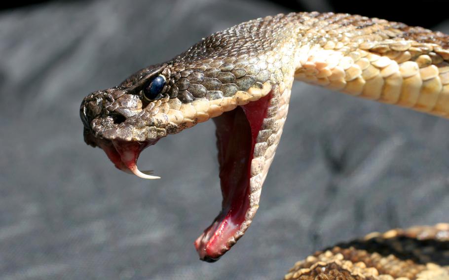 Stock image of deadly rattlesnake showing its fangs
