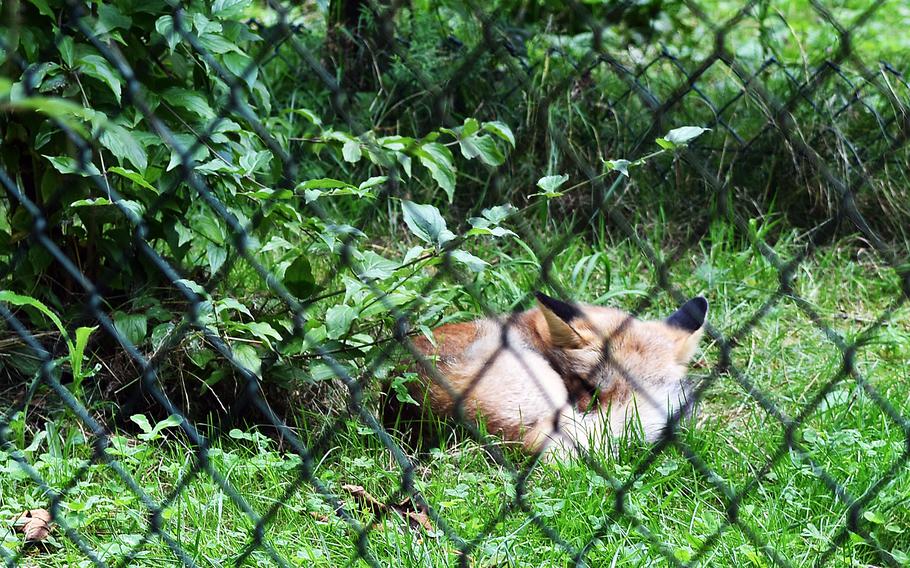 A fox naps in its enclosure Sept. 1, 2021, at the Tier- und Pflanzenpark Fasanerie in Wiesbaden, Germany.