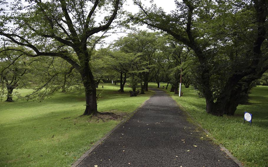 Take a relaxing stroll through Showa Memorial Park in Tachikawa, Japan. 