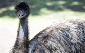 Two emus and six kangaroos live together in a large open space with plenty of greenery at Rockhampton Zoo in Australia. You’re likely to find them relaxing in the shade of the trees. 