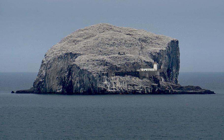 Bass Rock is a volcanic plug that dominates the North Berwick skyline. 