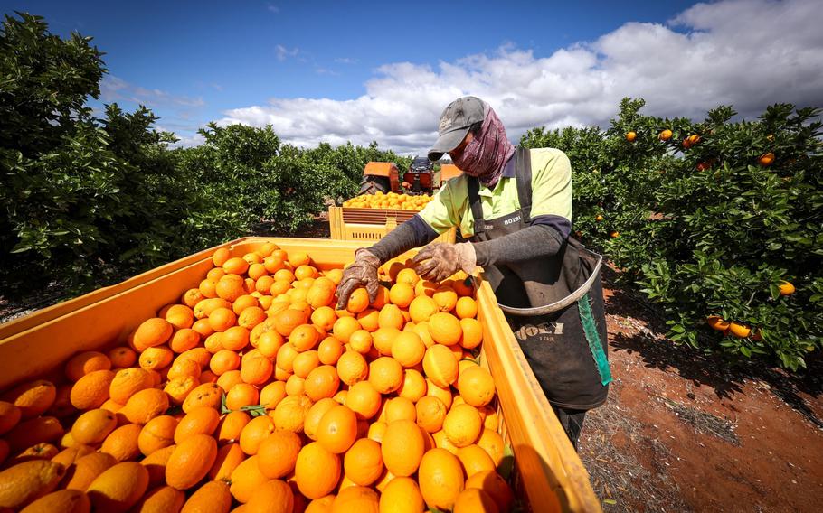 A seasonal worker harvests checks Valencia oranges during a harvest at an orchard near Griffith, New South Wales, Australia, on Oct. 8, 2020.