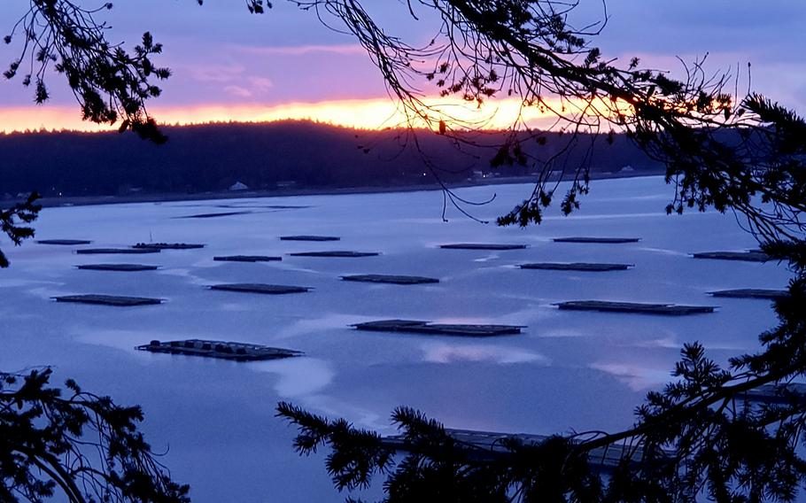 Coupeville, a town on Whidbey Island, sits on the shore of Penn Cove, where mussel rafts dot the water. 