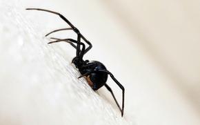 A close-up view of a black spider with a red mark on its thorax sitting on a white surface.