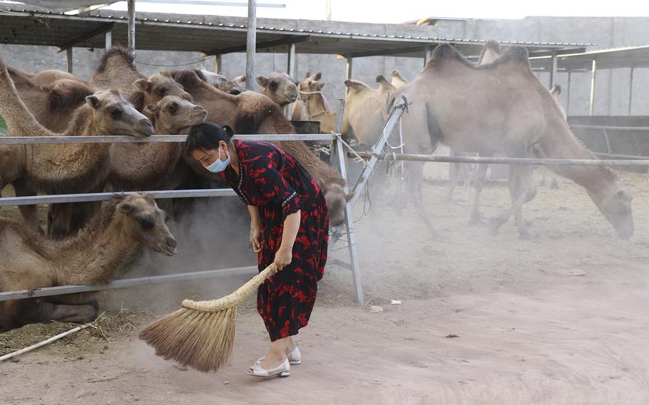 A woman sweeps the ground at a camel farm on the outskirts of Kashgar in Xinjiang on Aug. 2, 2022.