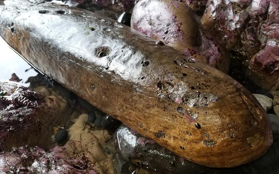 A large timber discovered on the Oregon coast in June that may be part of the 1693 wreck of the ship Santo Cristo de Burgos. 