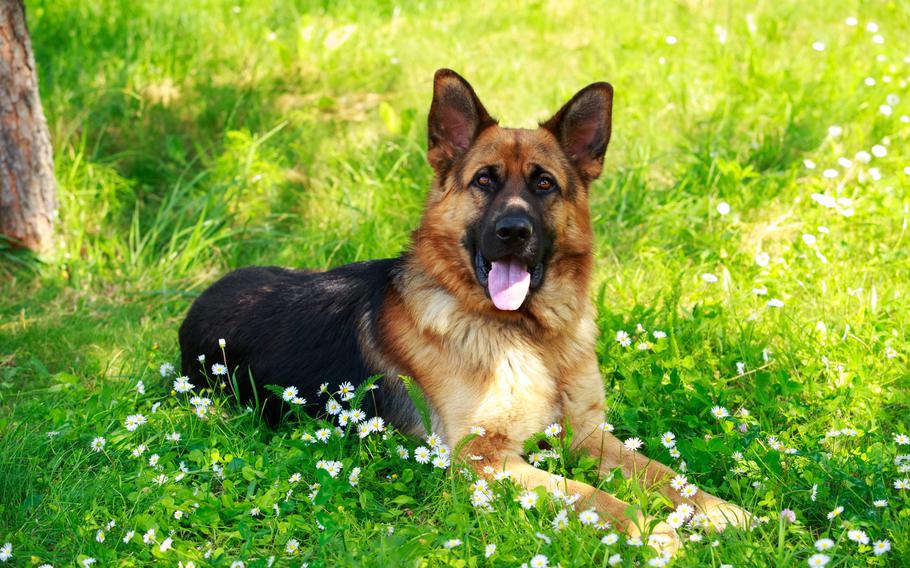 German Shepherd dog on green grass with flowers.