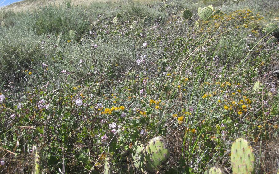 The San Clemente Island bush-mallow.