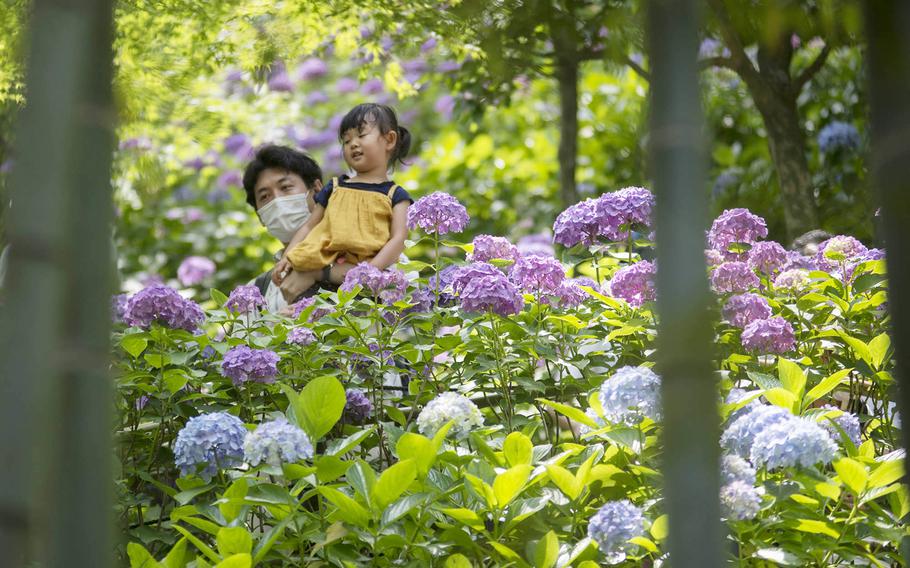 Masks were a common sight among people viewing the hydrangeas at Hasedera Temple in Kamakura, Japan, Friday, June 11, 2021. 