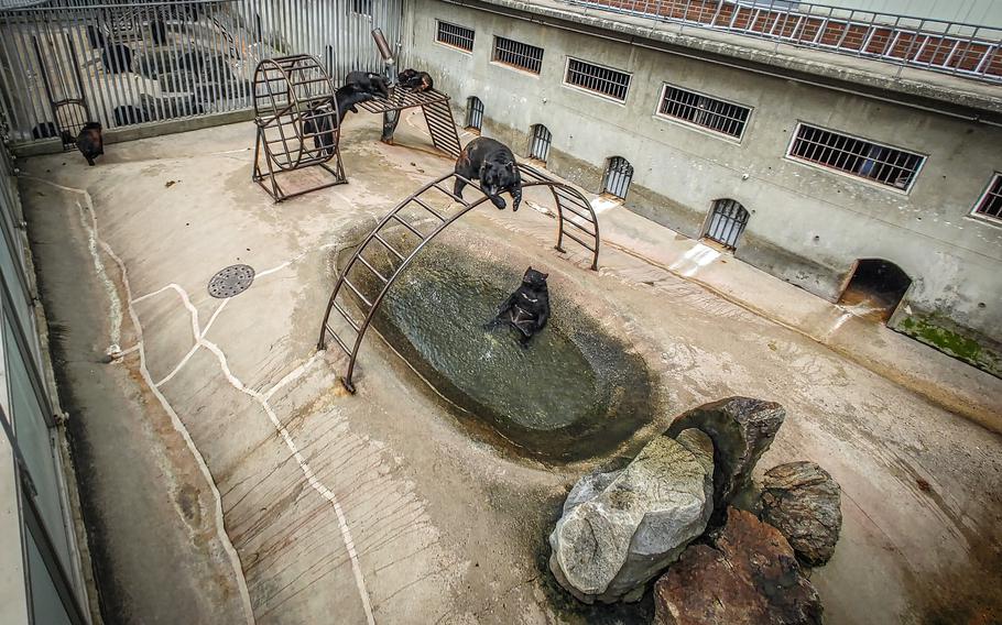 Asian black bears hang out at Bear Tree Park near Sejong City, South Korea.