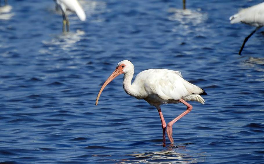 A white ibis hunts for food on Assawoman Island, part of Virginia’s Chincoteague National Wildlife Refuge. 