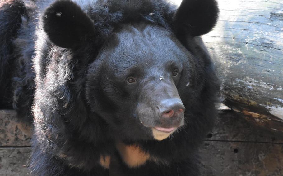 Five Sisters Zoo in Scotland has promised to adopt Yampil, an Asian black bear who was rescued after being discovered close to death in an abandoned zoo on the Ukrainian front line, and continue to aid in his recovery, the zoo announced in a press release Tuesday, Sept. 12, 2023.
