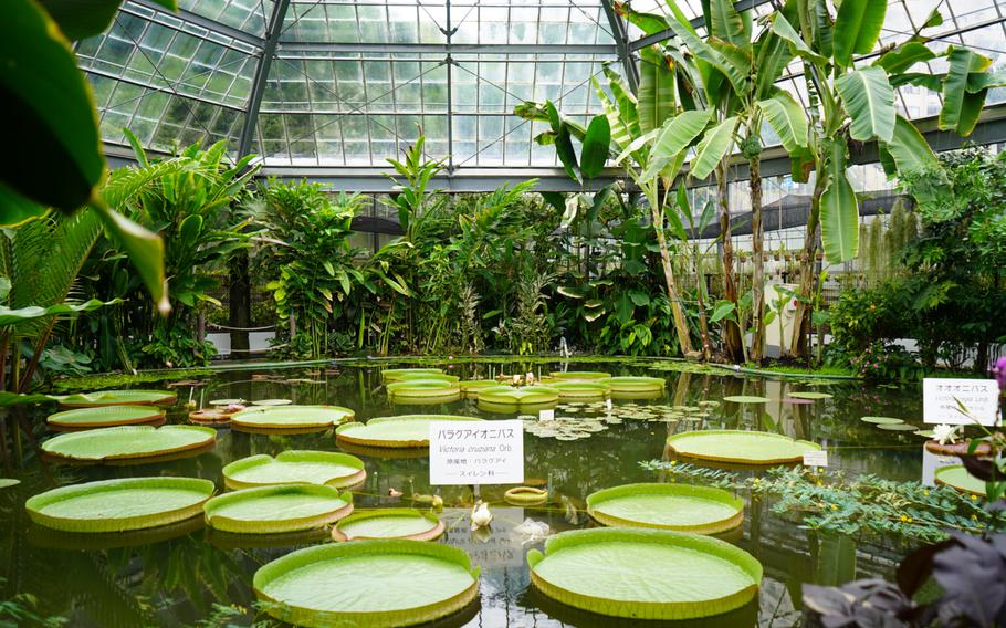 Victoria amazonica, or giant lily pads, at Atagawa Tropical & Alligator Garden, Higashiizu, Japan, on Oct. 8, 2023.