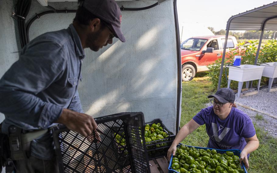 A man and woman load a van with fresh bell peppers.